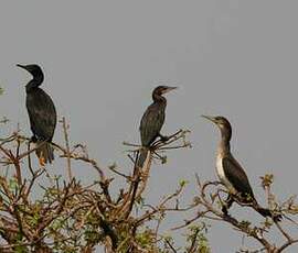 Cormoran de Vieillot