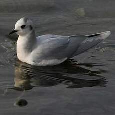 Mouette pygmée