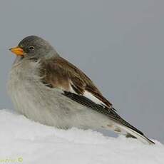 Niverolle alpine