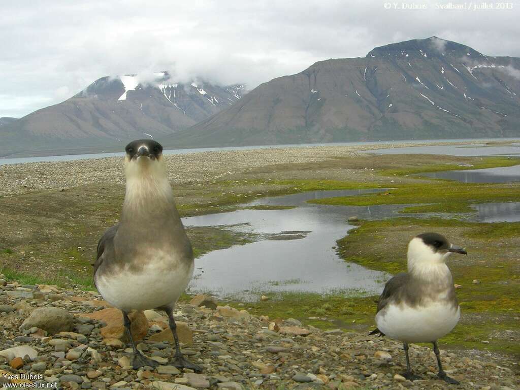 Labbe parasiteadulte nuptial, habitat