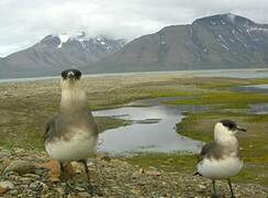 Parasitic Jaeger