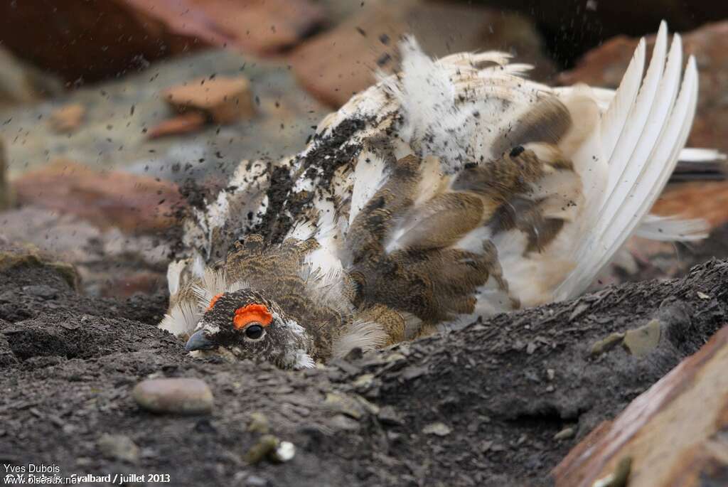 Rock Ptarmigan male adult, care