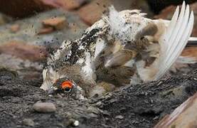 Rock Ptarmigan