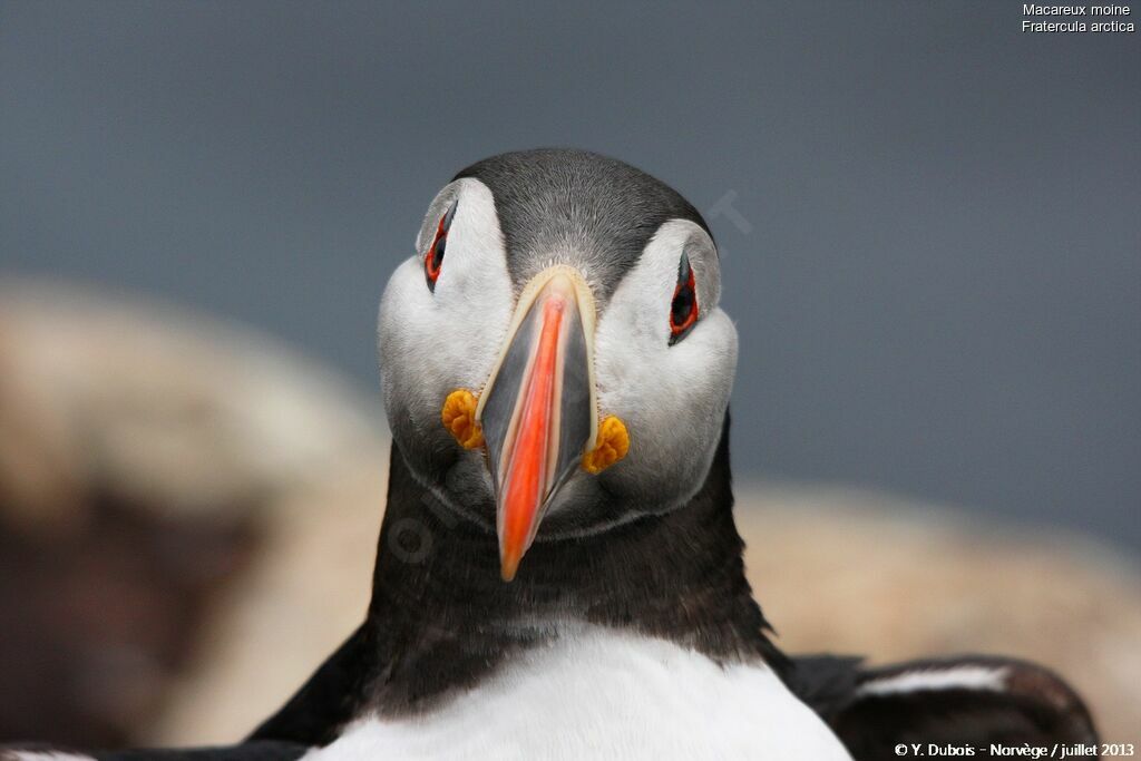 Atlantic Puffin