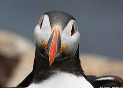 Atlantic Puffin