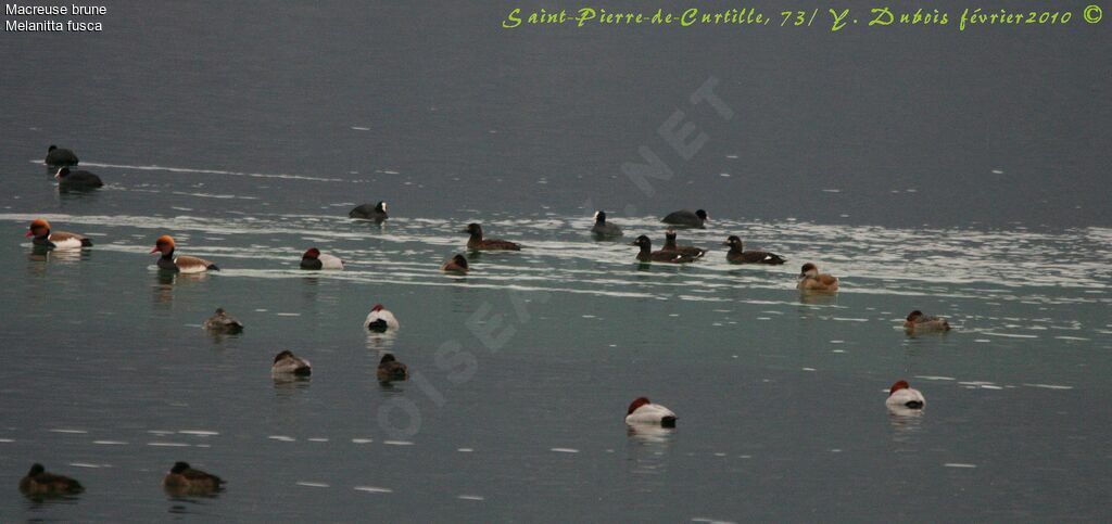 Velvet Scoter