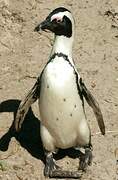 African Penguin