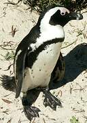 African Penguin