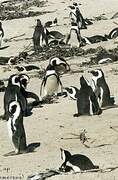 African Penguin