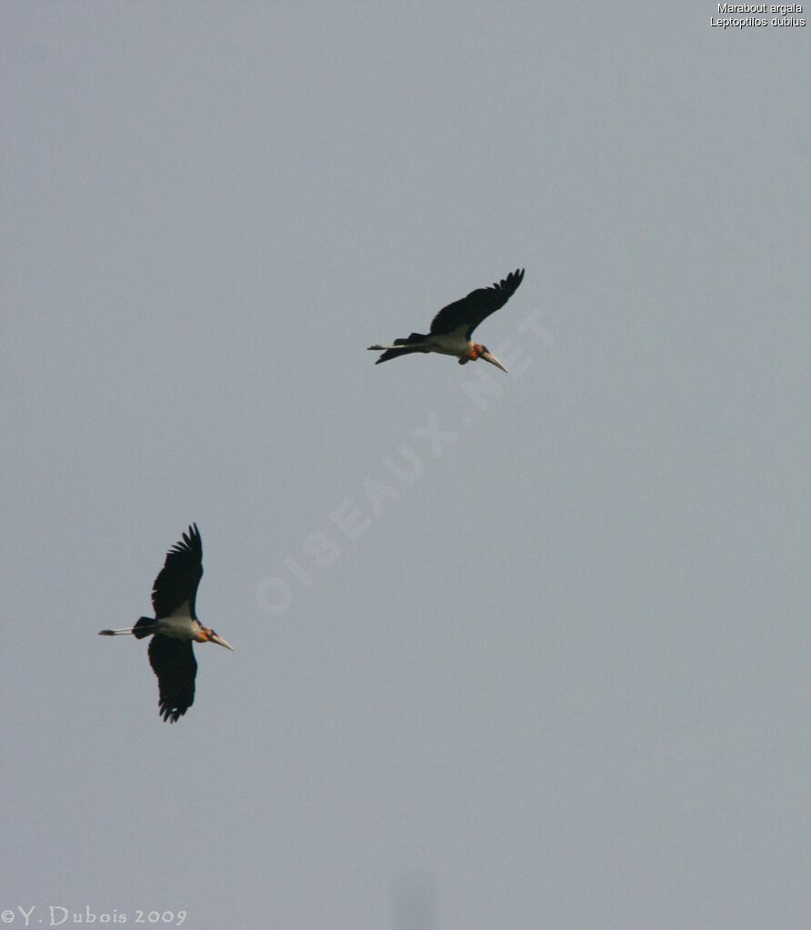 Greater Adjutant