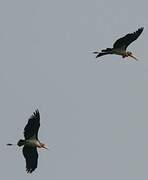 Greater Adjutant