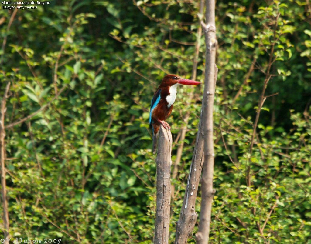 White-throated Kingfisher