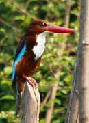 White-throated Kingfisher