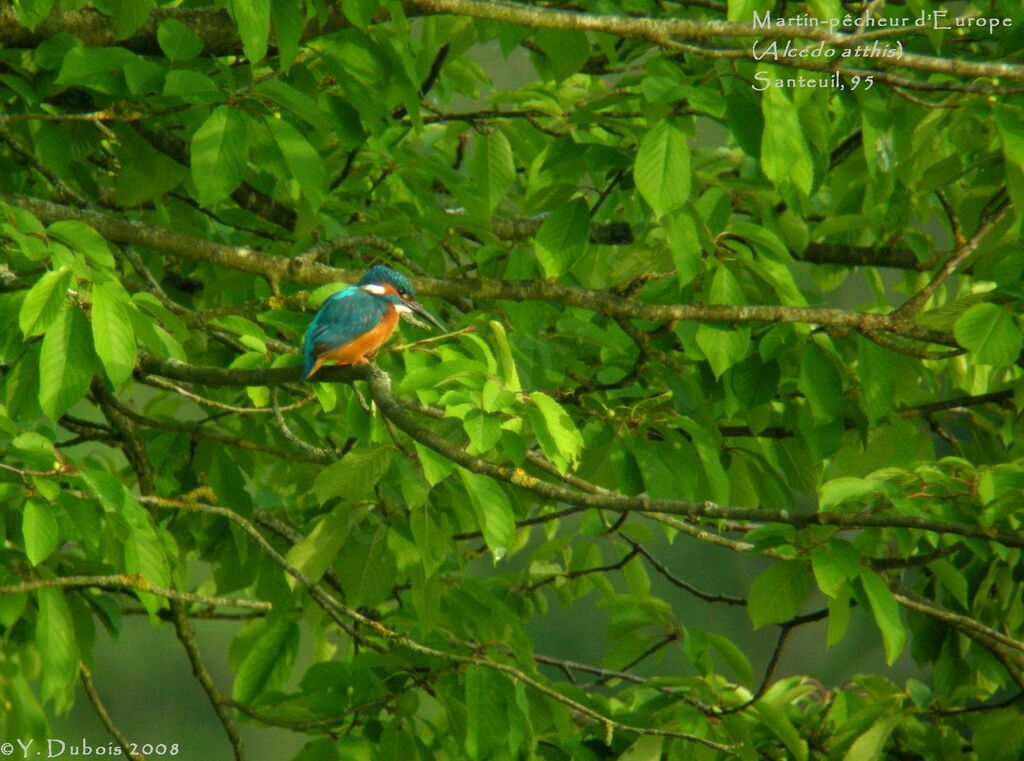 Common Kingfisher