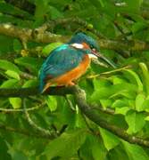 Common Kingfisher