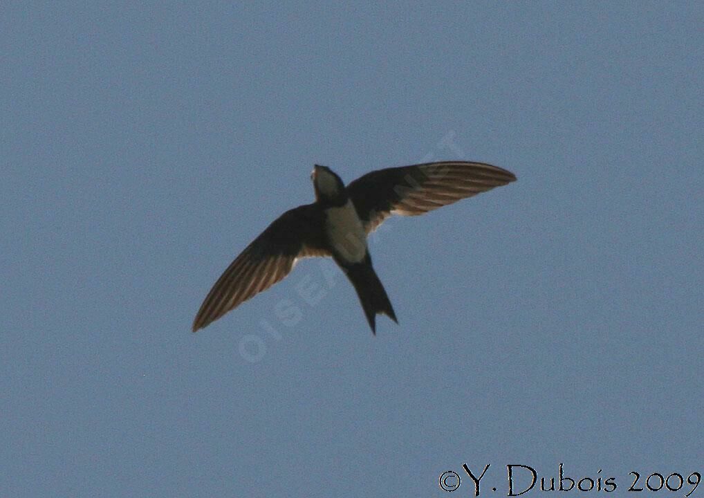 Alpine Swift