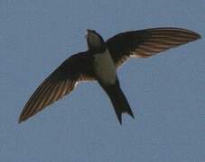 Alpine Swift