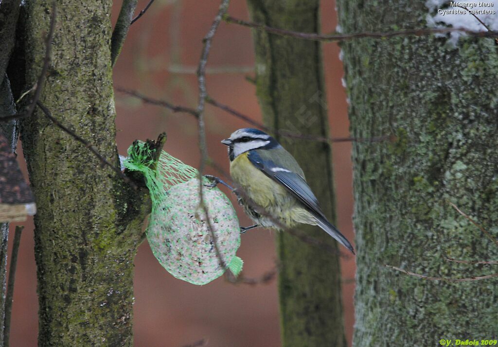 Eurasian Blue Tit