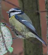 Mésange bleue