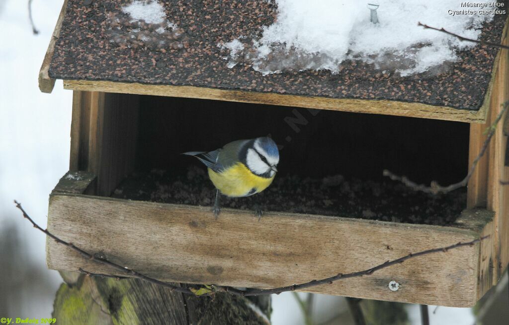 Mésange bleue