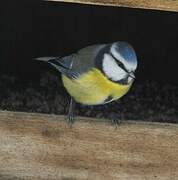 Eurasian Blue Tit