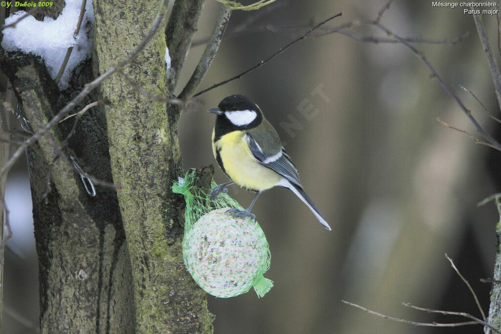 Mésange charbonnière