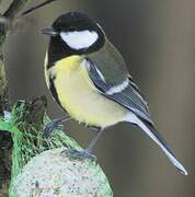 Great Tit