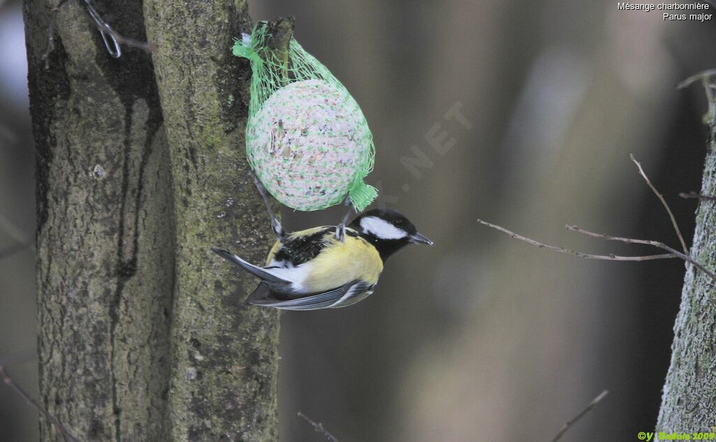 Great Tit