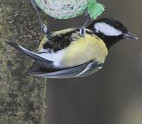 Mésange charbonnière