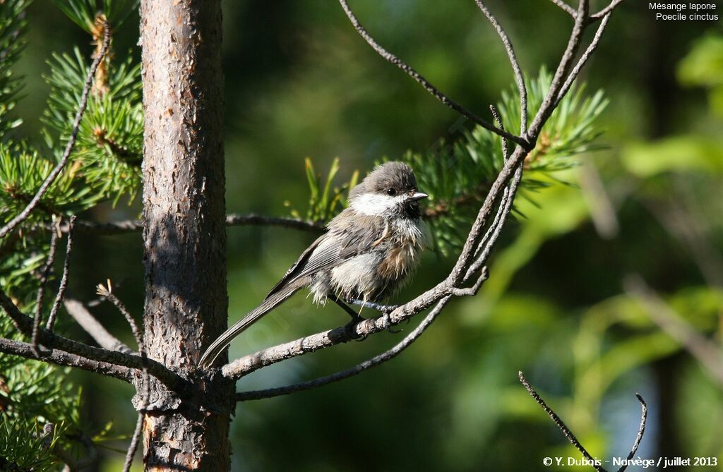 Grey-headed Chickadee