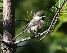 Grey-headed Chickadee