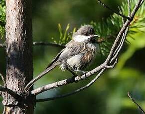 Mésange lapone