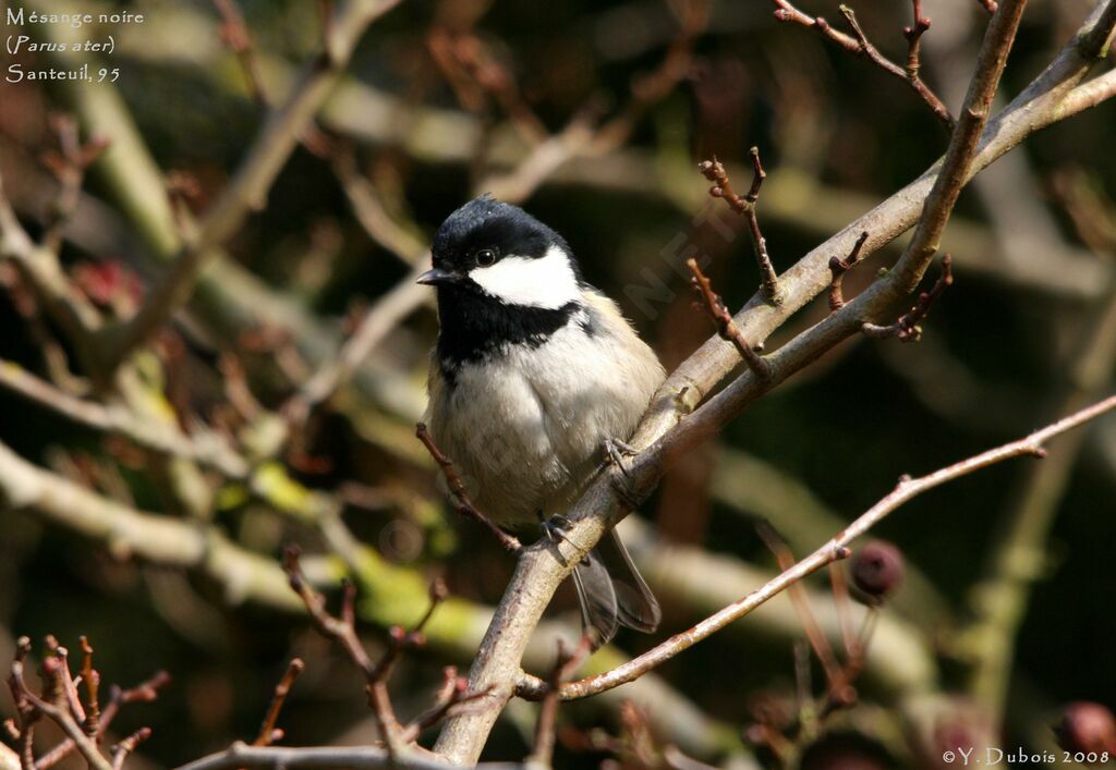 Coal Tit