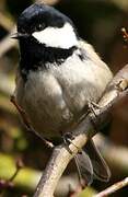 Coal Tit