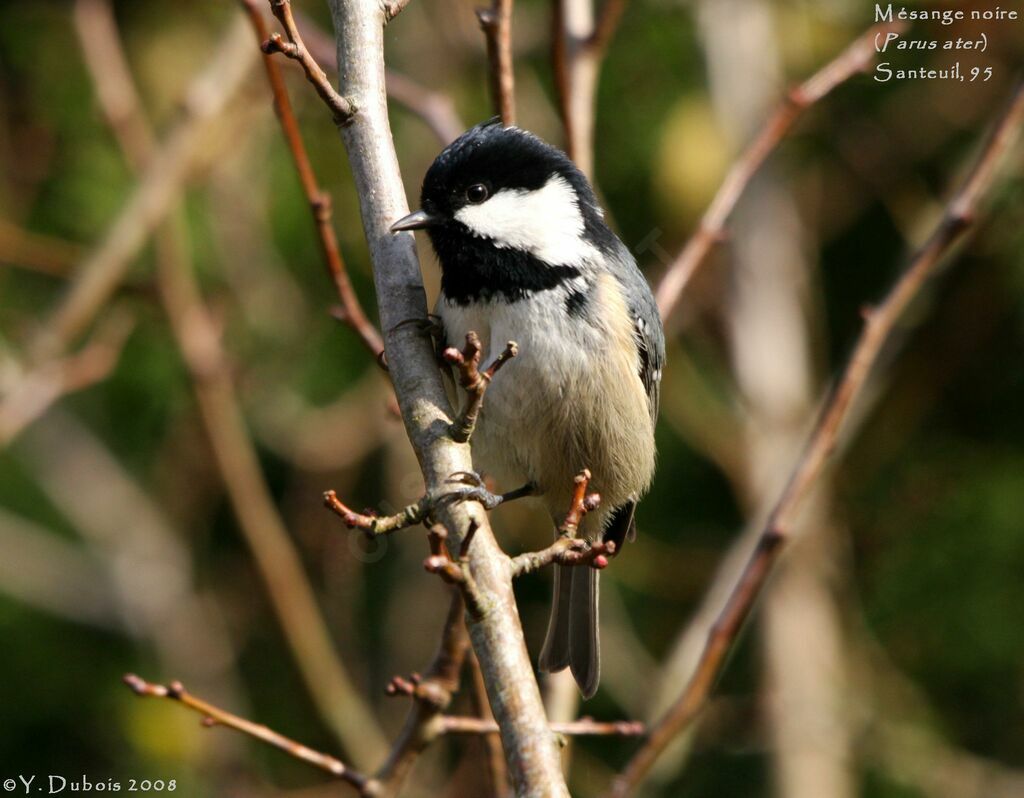 Coal Tit