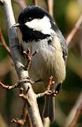 Coal Tit