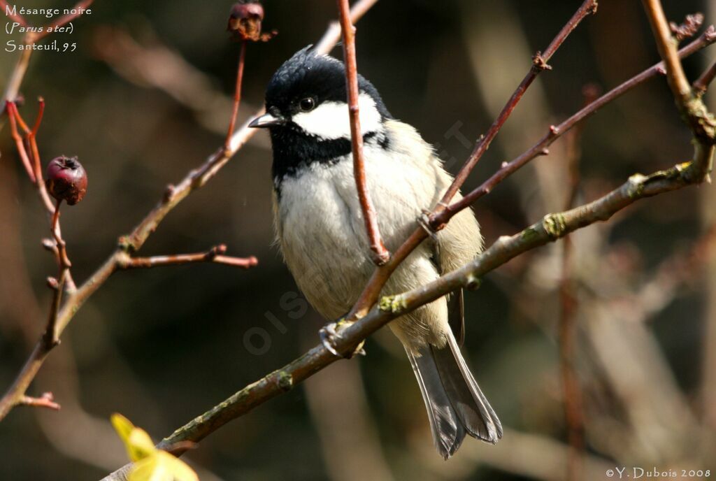 Coal Tit