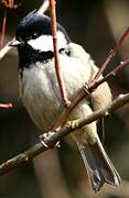 Coal Tit