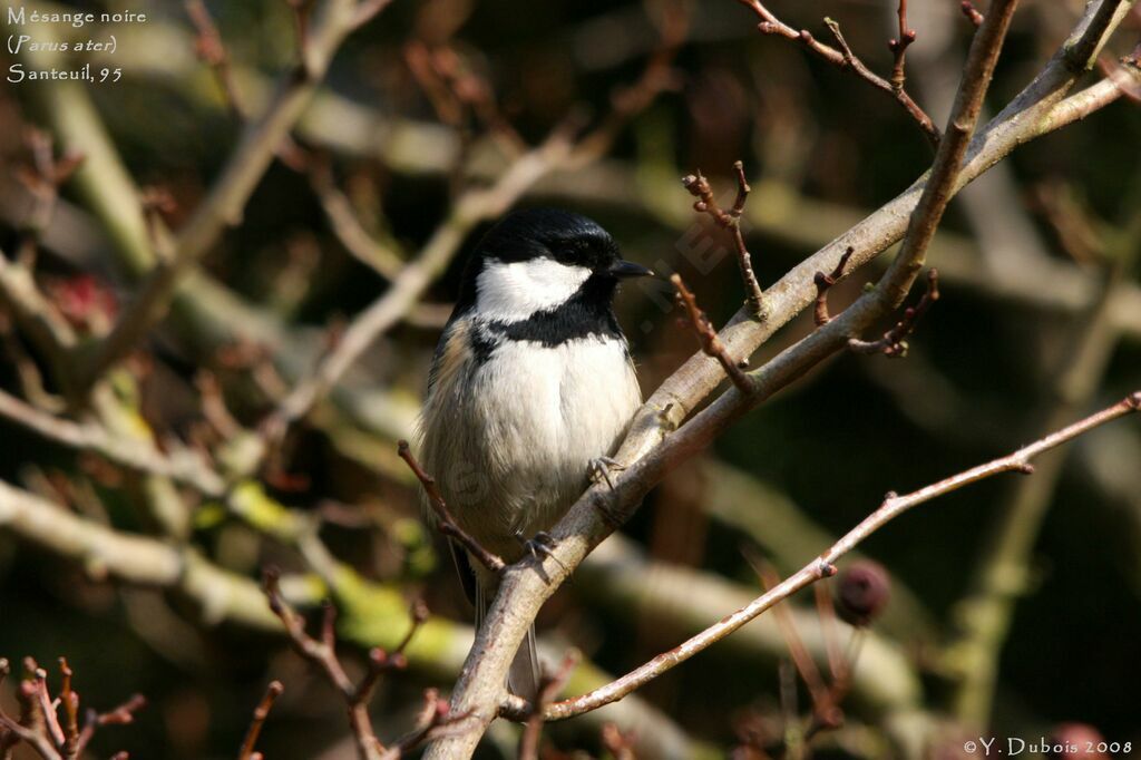 Coal Tit