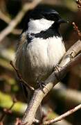 Coal Tit