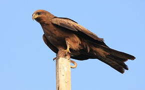 Yellow-billed Kite