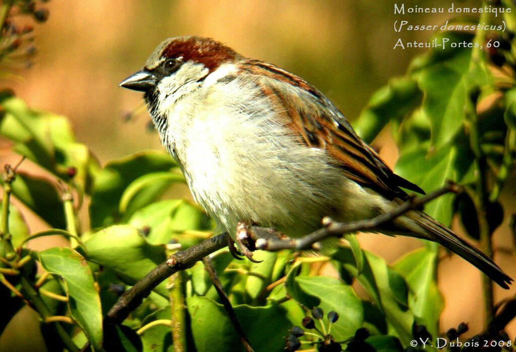 House Sparrow