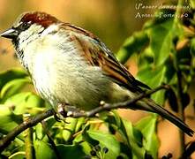 House Sparrow