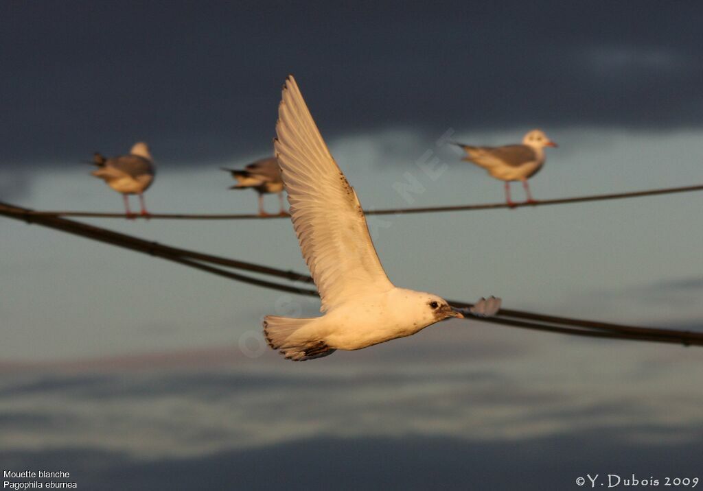 Mouette blanche