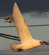 Mouette blanche