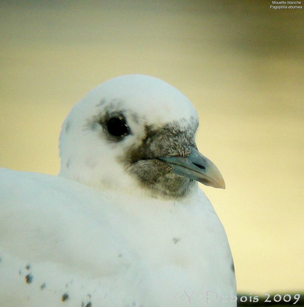 Mouette blanche