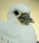 Mouette blanche