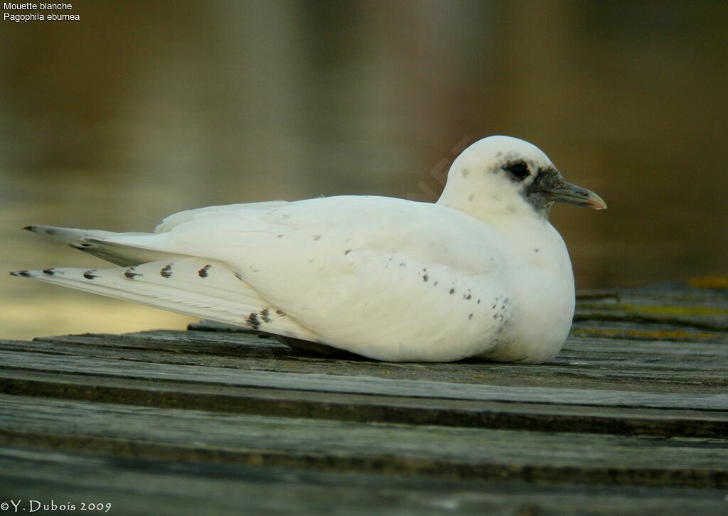 Mouette blanche