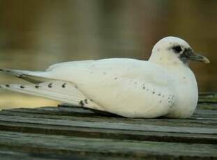 Mouette blanche