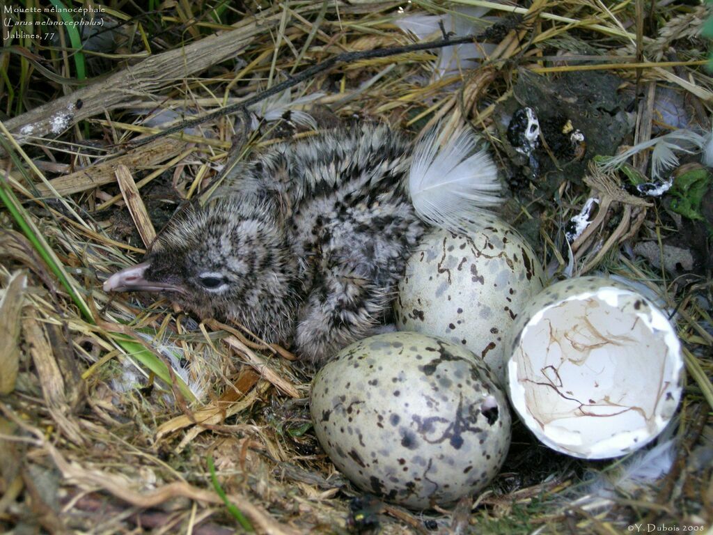 Mouette mélanocéphale